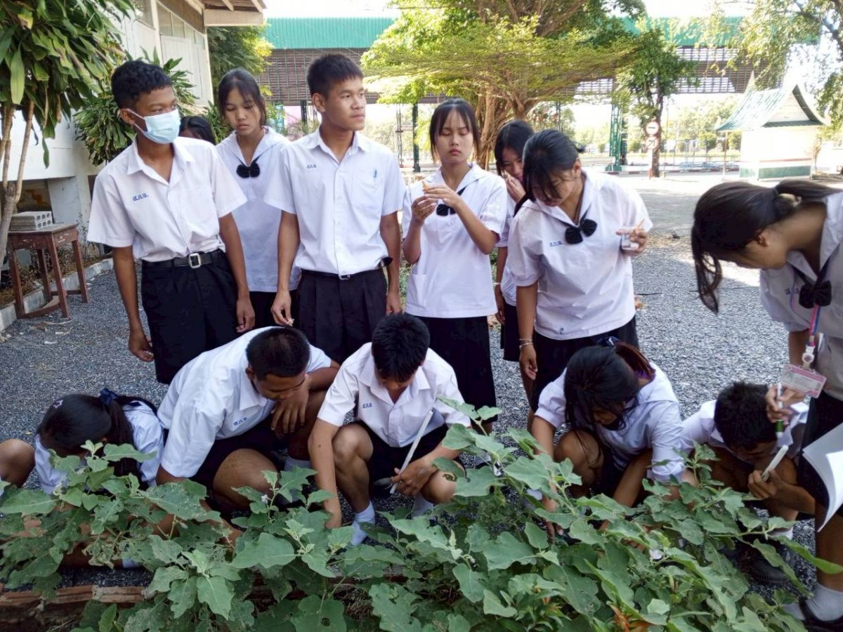 กิจกรรมเรียนรู้พืชศึกษา มะเขือเจ้าพระยา